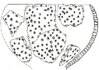 A sketch of a sieve reconstructed from ancient potsherds that may have been used in early cheese-making. Credit: Mélanie Salque. (Click on image to view larger).